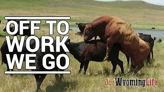 Putting Bulls In With The Cows on the Ranch [upl. by Maxi]