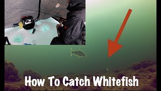 How to Catch Whitefish on Lake Simcoe  Ice fishing [upl. by Tisman]