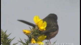 Dartford Warbler [upl. by Conway]