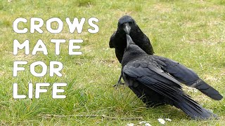 Crows mate for life [upl. by Bogoch]