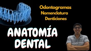 Anatomía dental Conceptos básicos [upl. by Nutsud]