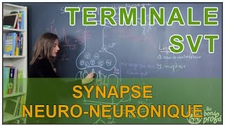 Synapse neuroneuronique  SVT Terminale  Les Bons Profs [upl. by Adrien]