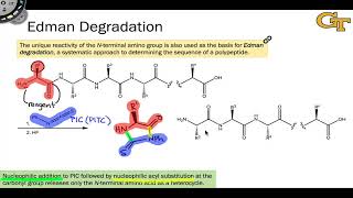 Edman Degradation [upl. by Kirsteni]