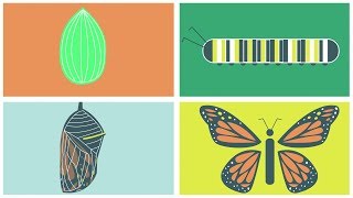 The Butterfly Life Cycle [upl. by Dustin]