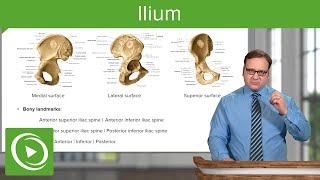 Ilium Body amp Bony Landmarks – Anatomy  Lecturio [upl. by Jodie]