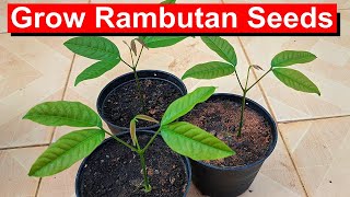 Grow Rambutan from Seed FUN and Easy English [upl. by Yelsna]