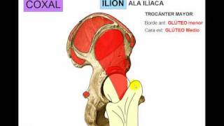 OSTEOLOGIA DE MIEMBRO INFERIOR 1 [upl. by Klug190]