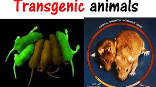 Transgenic animals [upl. by Alie281]