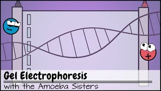 Gel Electrophoresis [upl. by Anaiv]