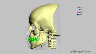 Analisi Cefalometrica Ricketts Cephalometric Analysis Ricketts [upl. by Pyle]