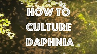 How To Culture Daphnia Magna [upl. by Simson960]