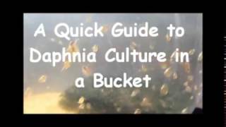 How to culture daphnia outside [upl. by Aleris]