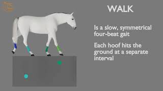 HORSE GAITS PART 01  WALK CYCLE ANALYSIS [upl. by Ahsirpac]