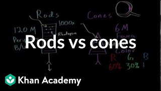 Photoreceptors rods vs cones  Processing the Environment  MCAT  Khan Academy [upl. by Cyma]