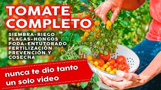 🍅 Como Plantar Tomates COMPLETO Siembra Plagas Hongos Fertilizantes Riego Poda y mucho más [upl. by Slade]