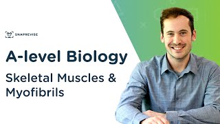 Skeletal Muscles amp Myofibrils  Alevel Biology  OCR AQA Edexcel [upl. by Nauhs]