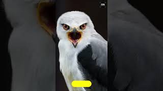 Black shouldered kite [upl. by Teak65]