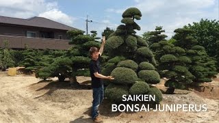 How to pruning the Juniperus [upl. by Idona604]