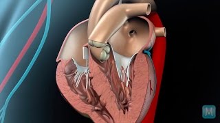 How do heart valves function [upl. by Azilem]