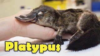 What Is A Platypus 10 Facts about the Platypus [upl. by Aek]