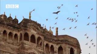 Awesome Buzzard hunting pigeons EARTHFLIGHT [upl. by Gelasius895]