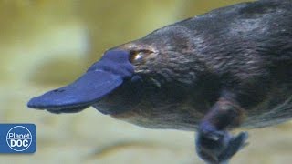 Duckbill Platypus  Australia [upl. by Kubetz]