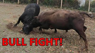 the BULLS BATTLE for dominance  combining the cattle herds amp turning them out on fall pasture [upl. by Aurelio]