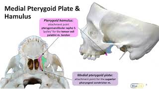 Infratemporal Fossa LO  Pterygoid Plates [upl. by Anigue]