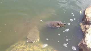 Giant African Softshell TurtlesTrionyx triunguis In Israel River mov [upl. by Lindo]