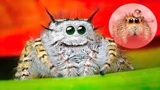 THE CUTEST SPIDERS In The World [upl. by Gabriela]