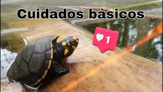 Cuidados de Tortuga Charapa  Podocnemis Unifilis Arrau Taricaya [upl. by Rabassa]