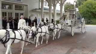 Disney Wedding Cinderella Horse Drawn Carriage [upl. by Richmal]