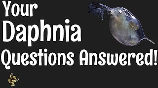 Daphnia Questions Answered [upl. by Kaya]