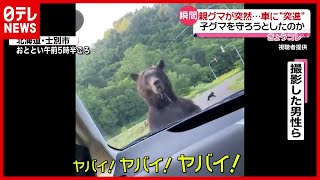 【瞬間】親グマが突然車に“突進” 子グマ守ろうと？（2021年8月2日放送「news every 」より） [upl. by Asilahs]