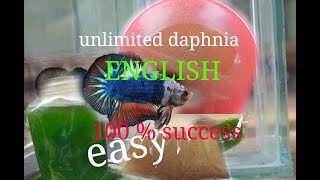 daphnia moina culture Easy way Unlimited production English  with sub Green water Chlorella [upl. by Nuahs415]