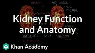 Kidney function and anatomy  Renal system physiology  NCLEXRN  Khan Academy [upl. by Amieva986]