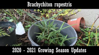 Brachychiton rupestris 20202021 update [upl. by Carmencita]