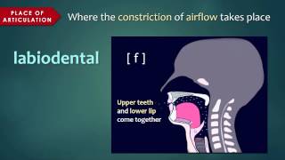 Introduction to Articulatory Phonetics Consonants [upl. by Cassandre]