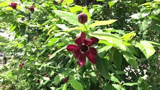 Learn to Grow Carolina Allspice [upl. by Crowe52]