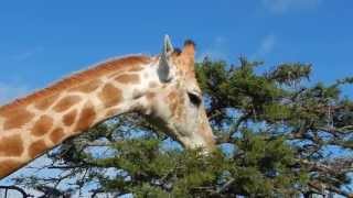 Giraffe feeding on Acacia Tree  Filmed by Greg Morgan [upl. by Alol]