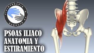 Musculo psoas iliaco anatomia y estiramientos [upl. by Nnylyak]