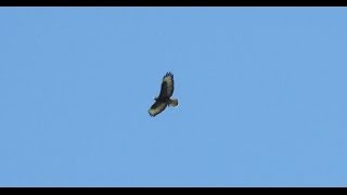 Common Buzzard Hovering and Attacking Prey [upl. by Arehs124]