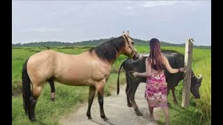 My sister training care her lovely horse in beginner 2021 [upl. by Nauhs]