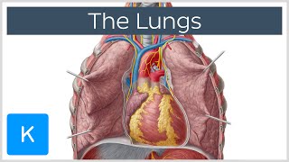 Lungs Definition Location amp Structure  Human Anatomy  Kenhub [upl. by Neri79]