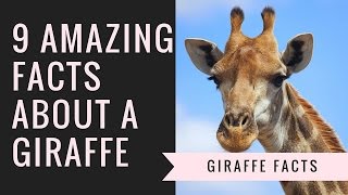 Giraffe Facts  Interesting Facts About Giraffes [upl. by Nalod633]