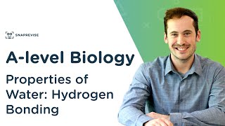 Properties of Water Hydrogen Bonding  Alevel Biology  OCR AQA Edexcel [upl. by Plank599]