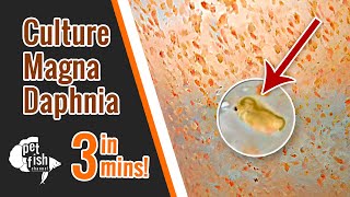 How to culture DAPHNIA MAGNA  The easy way [upl. by Ailel]