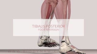 Tibialis Posterior Muscle Function Foot Inversion [upl. by Sender]