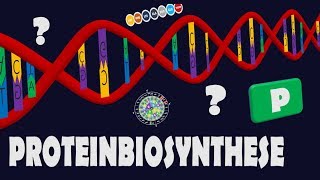 Proteinbiosynthese  komplett amp einfach erklärt [upl. by Anelegna686]