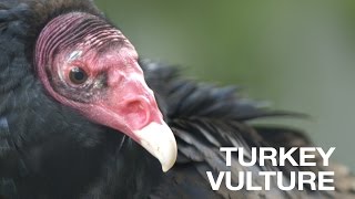 Creature Feature Turkey Vulture [upl. by Schaaff591]